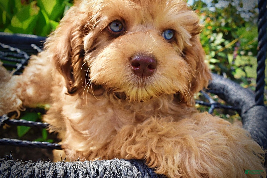 Havapoo dogs for sale: Fancy - Image 4