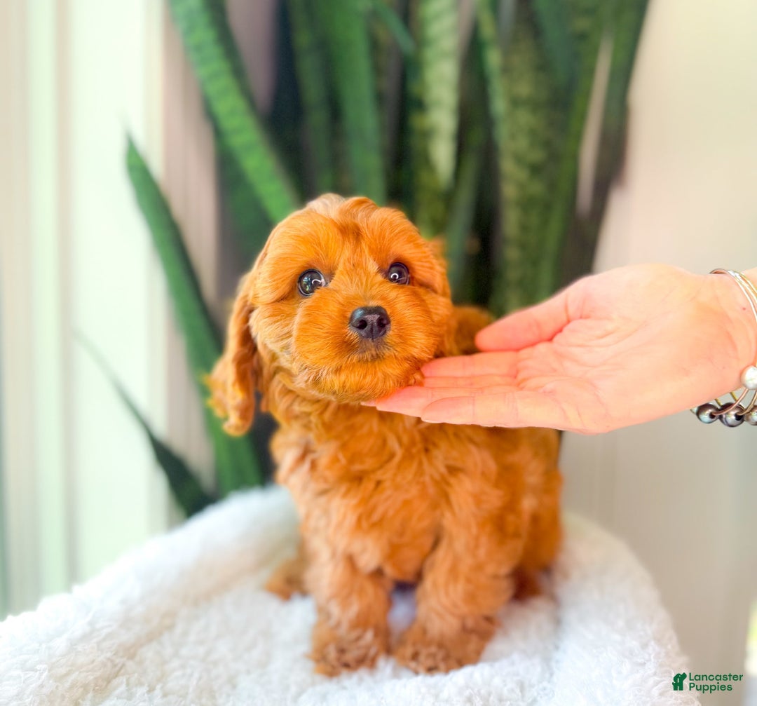 Cavapoo dogs for sale: Isaiah - Image 5