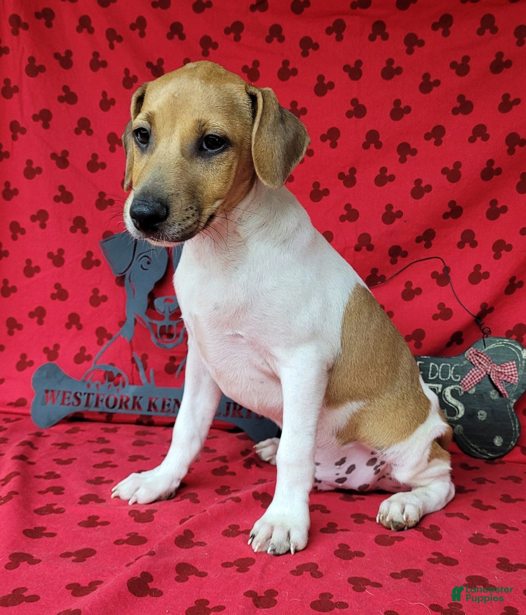 Jack Russell Terrier dogs for sale: Jack Russell Terrier Pike - Image 5