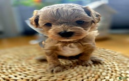 Maltipoo dogs for sale: Cloe - Image 1