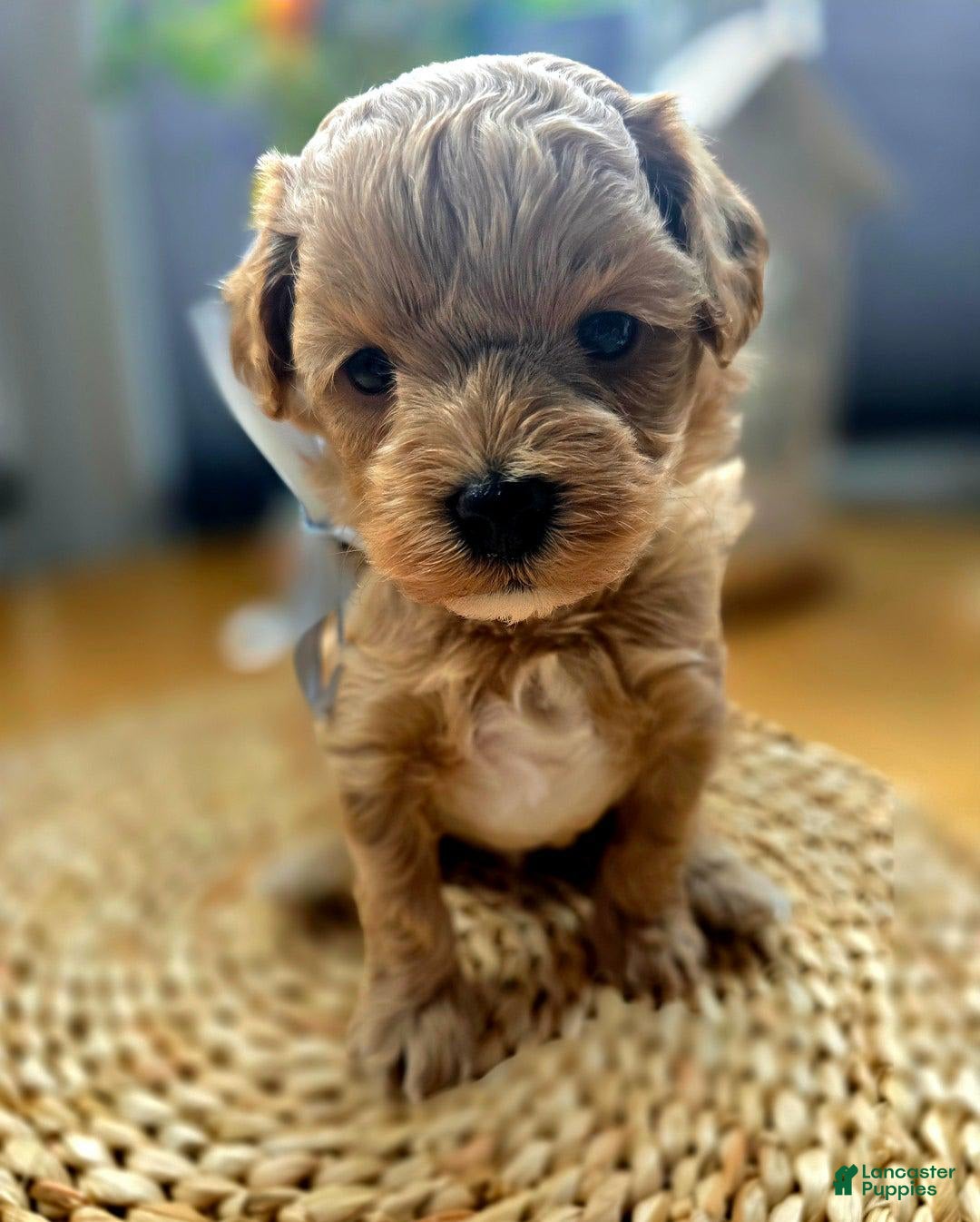 Maltipoo dogs for sale: Cloe - Image 1