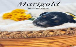 Australian Shepherd dogs for sale: Marigold - Image 2