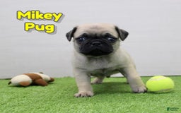 Pug dogs for sale: Mikey - Image 1