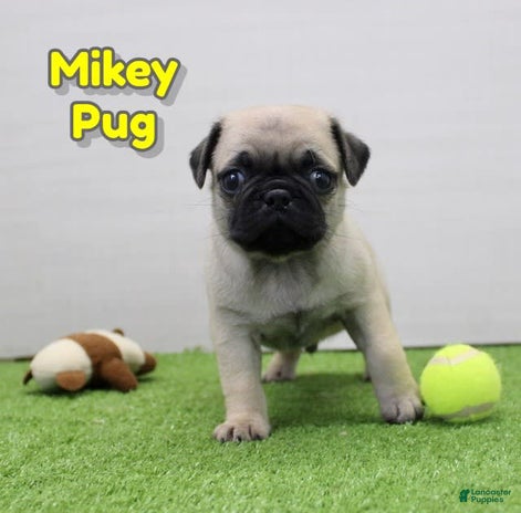 Pug dogs for sale - Ad 2