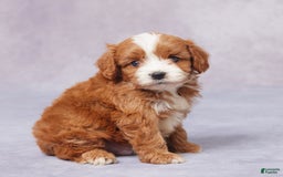 Cavapoo dogs for sale: Hugh - Image 8