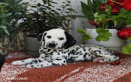 Dalmatian dogs for sale: Dasher - Image 1
