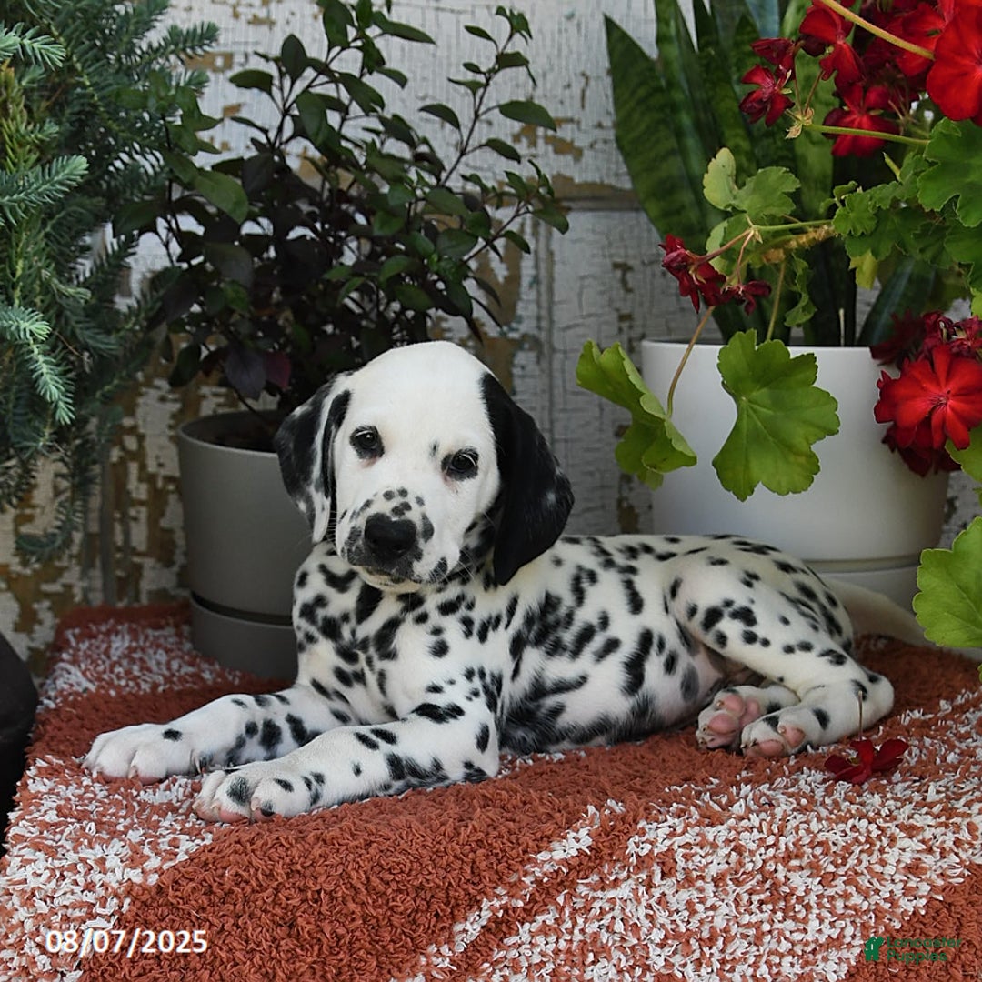 Dalmatian dogs for sale: Dasher - Image 1