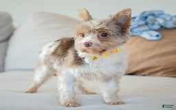 Yorkshire Terrier dogs for stud: Diego - Image 2