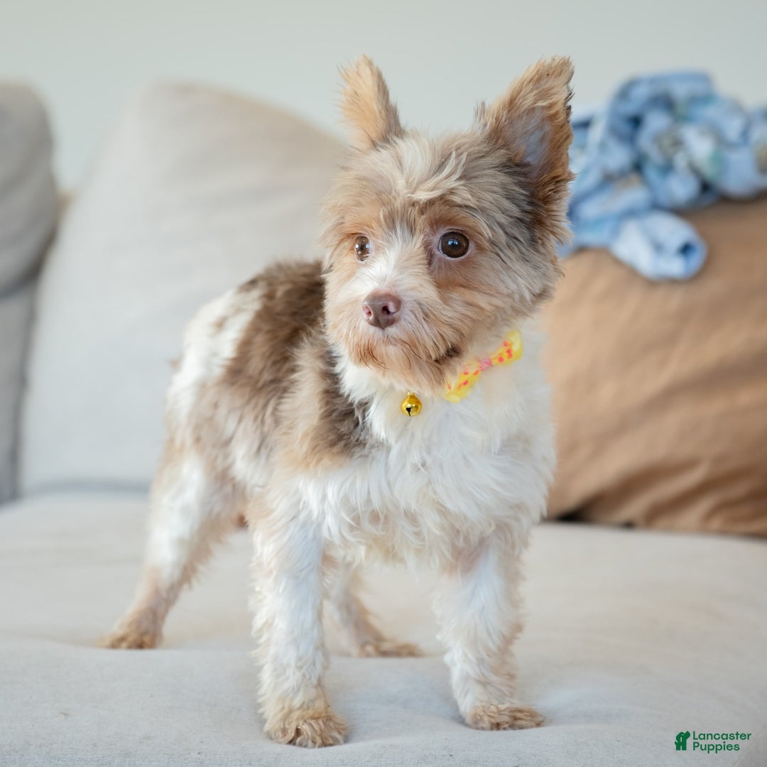 Yorkshire Terrier dogs for stud: Diego - Image 2
