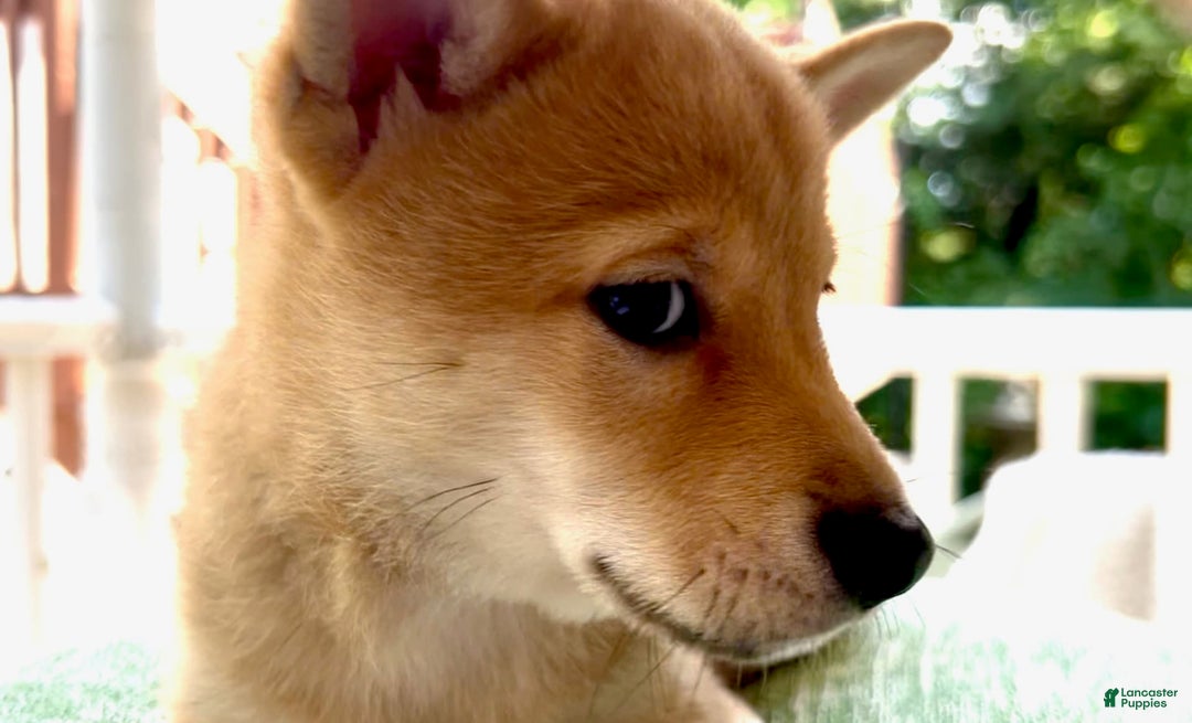 Shiba Inu dogs for sale: Bear - Image 1