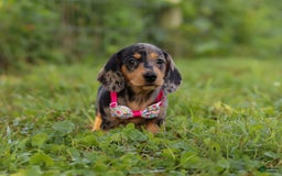 Miniature Dachshund dogs for sale: Sadie - Image 2