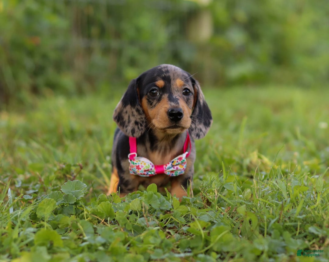 Miniature Dachshund dogs for sale: Sadie - Image 2