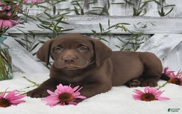 Labrador Retriever dogs for sale: Darcy - Image 4