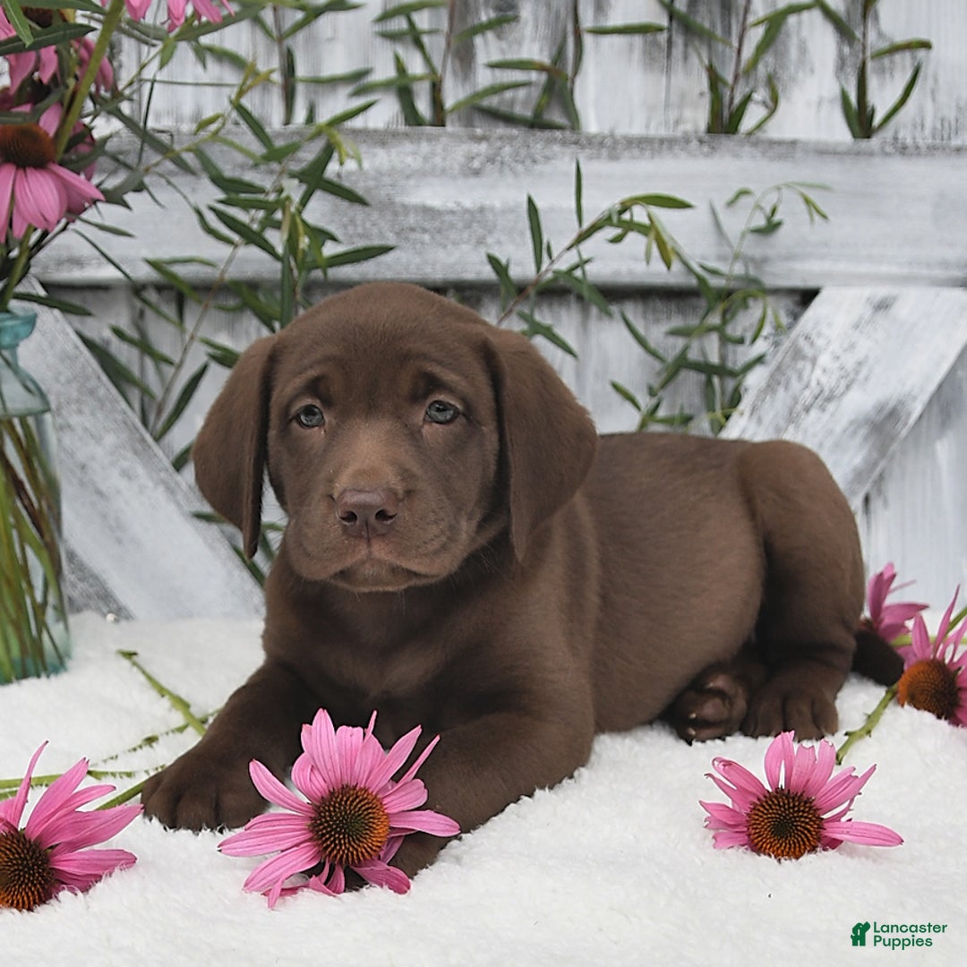 Labrador Retriever dogs for sale: Darcy - Image 4