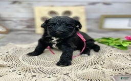 Portuguese Water Dog dogs for sale: Lydia - Image 1