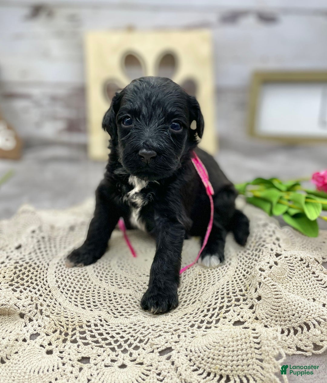 Portuguese Water Dog dogs for sale: Lydia - Image 1