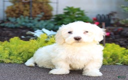 Maltipoo dogs for sale: Ghost - Image 3