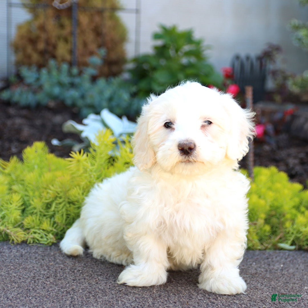 Maltipoo dogs for sale: Ghost - Image 3
