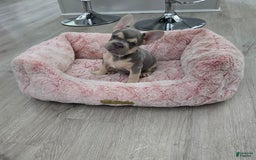 French Bulldog dogs for sale: French Bulldog 3 puppies - Image 7