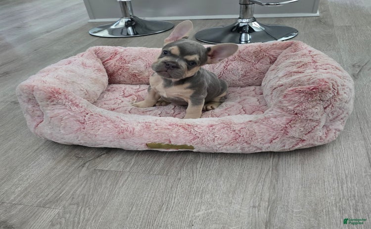 French Bulldog dogs for sale - Ad 3