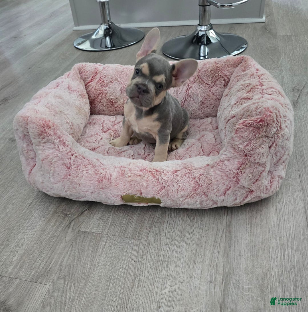 French Bulldog dogs for sale: French Bulldog 3 puppies - Image 7