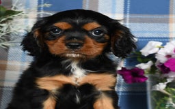 Cavalier King Charles Spaniel dogs for sale: Artie - Image 2