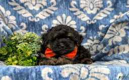 Havapoo dogs for sale: Holman - Image 6