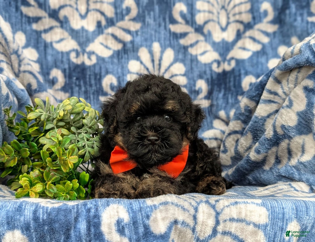 Havapoo dogs for sale: Holman - Image 6
