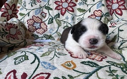 Saint Bernard dogs for sale: 14 Saints Available - Image 1