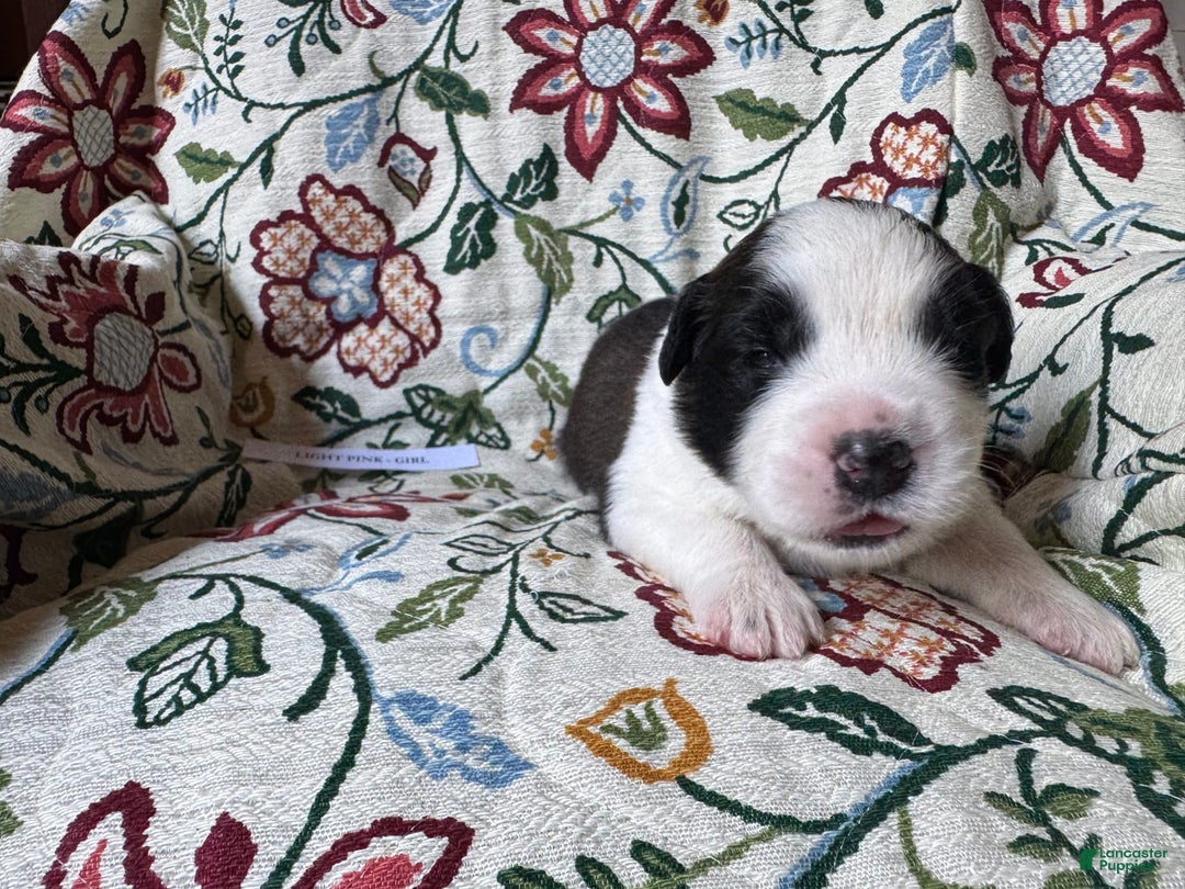 Saint Bernard dogs for sale: 14 Saints Available - Image 1