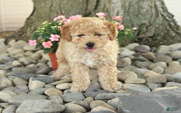 Miniature Poodle dogs for sale: Sparky - Image 1