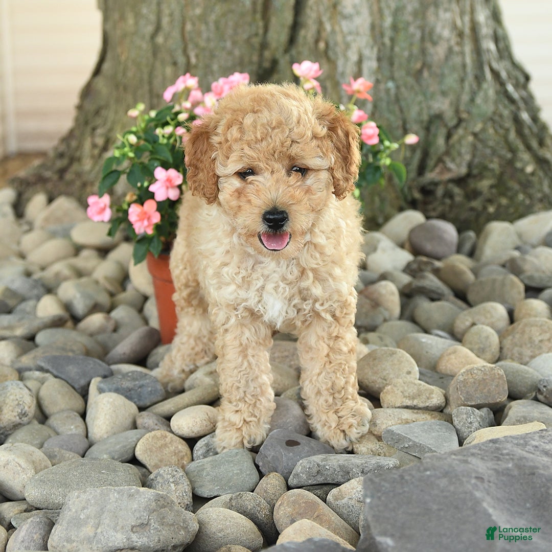Miniature Poodle dogs for sale: Sparky - Image 1