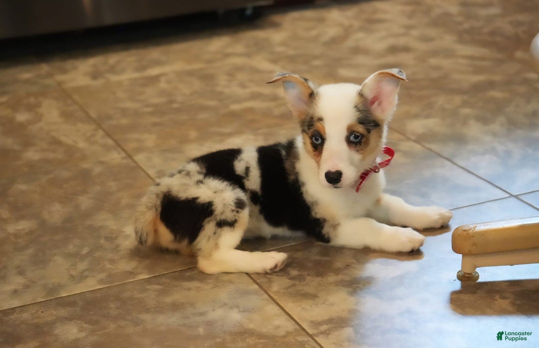 Welsh Corgi Pembroke dogs for sale: Mrs Red - Image 2