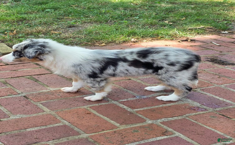 Australian Shepherd dogs for sale - Ad 2