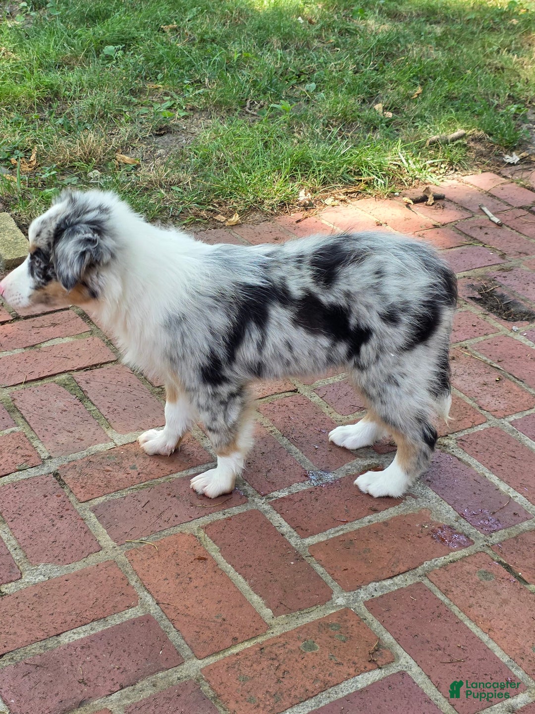 Australian Shepherd dogs for sale: Mya - Image 1