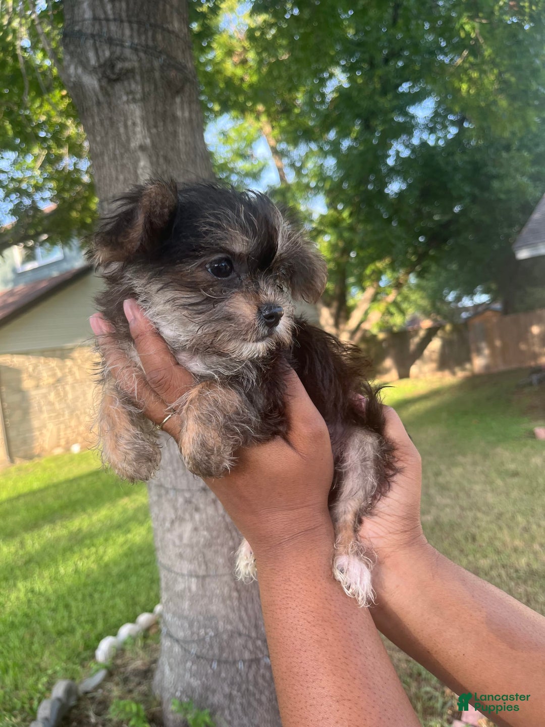 Shorkie dogs for sale: Chuck - Image 4