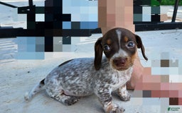 Miniature Dachshund dogs for sale: Ferdinand - Image 6