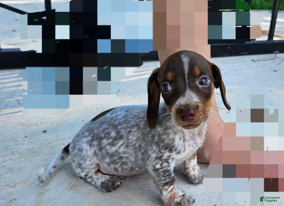 Miniature Dachshund dogs for sale: Ferdinand - Image 6