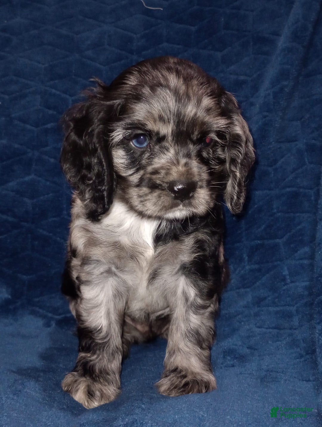 Cocker Spaniel dogs for sale: Oceon - Image 18