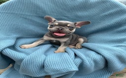 French Bulldog dogs for sale: Blaze - Image 4