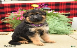 German Shepherd dogs for sale: Hero - Image 3