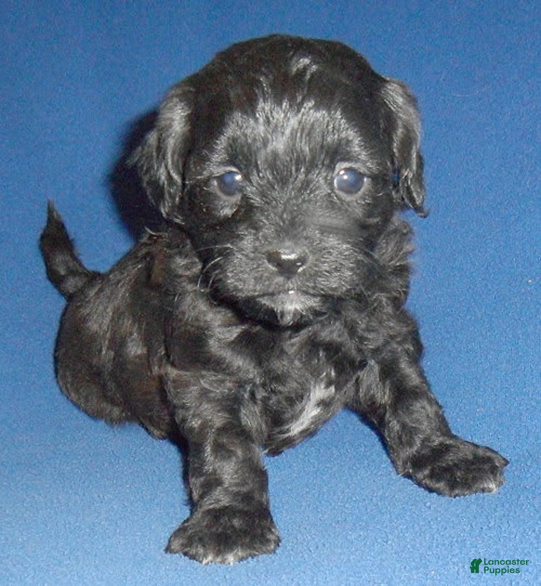 Shihpoo dogs for sale: Toby - Image 2