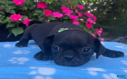Puggle dogs for sale: Ellis - Image 6