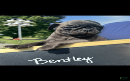 Pug dogs for sale: Bentley - Image 4