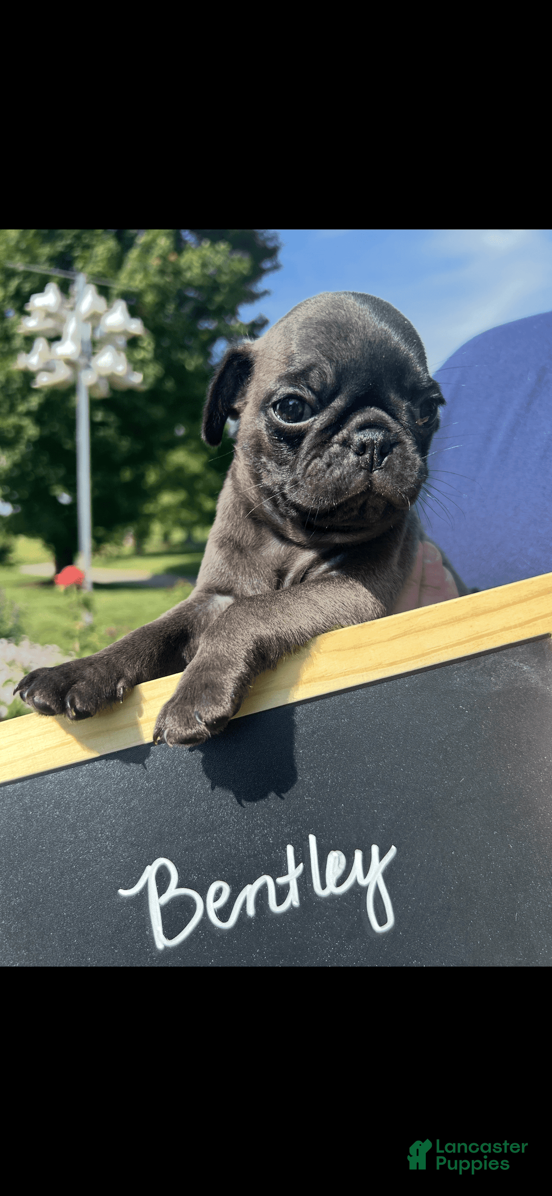 Pug dogs for sale: Bentley - Image 4