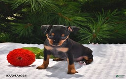 Miniature Pinscher dogs for sale: Princess - Image 1