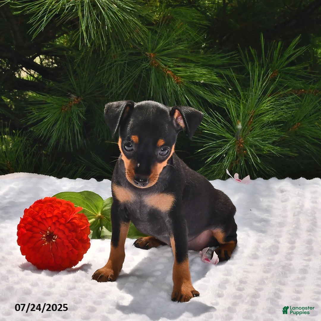 Miniature Pinscher dogs for sale: Princess - Image 1