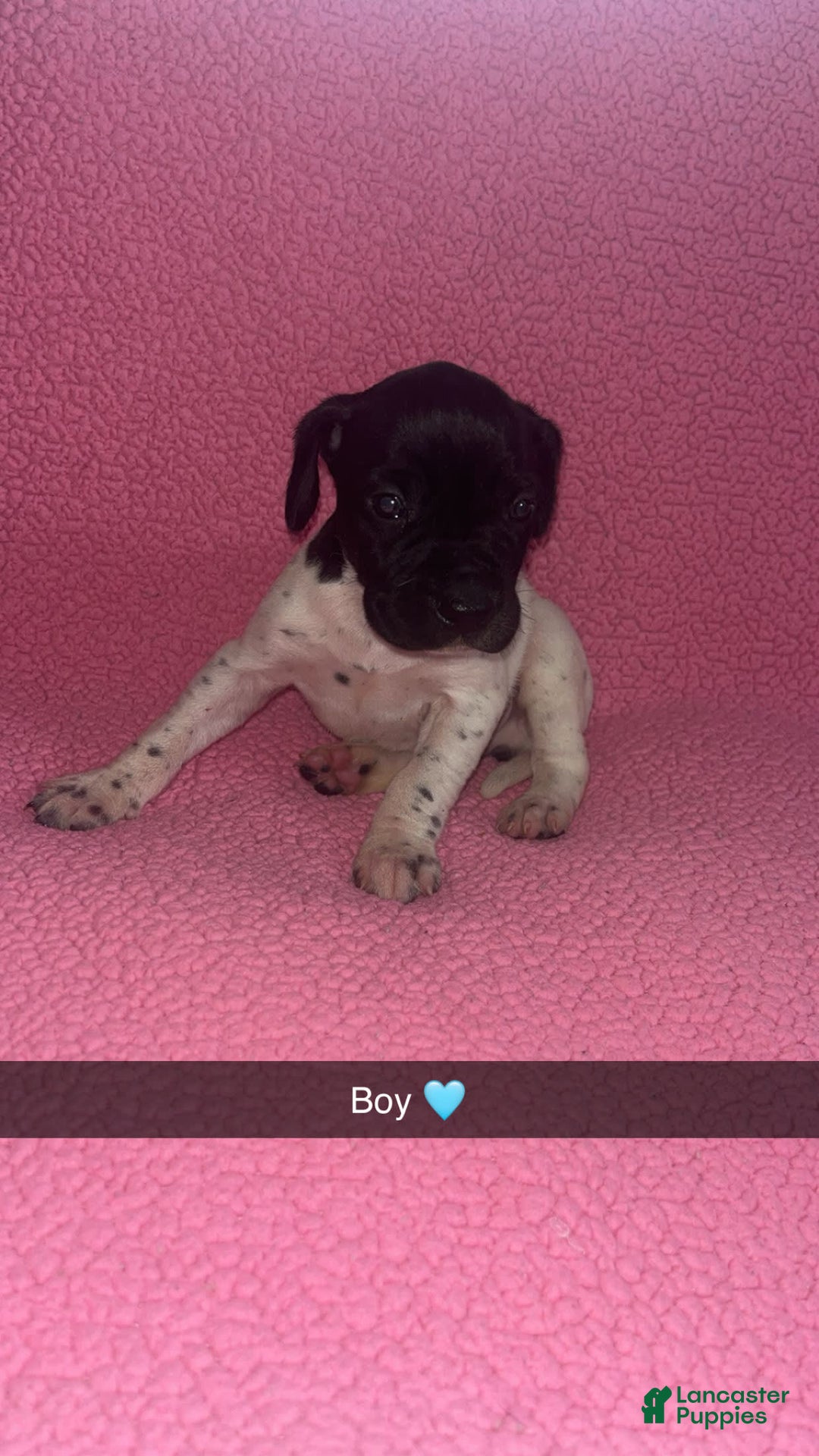 German Shorthaired Pointer dogs for sale: Gsp Puppy - Image 1