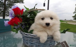 American Eskimo dogs for sale: Ice - Image 1