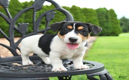 Jack Russell Terrier dogs for sale: Minnie - Image 1